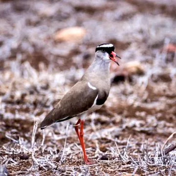 Crowned Plover Stock Photos