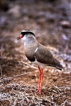 Crowned Plover Stock Photos