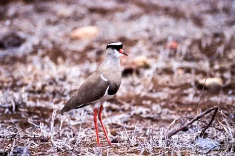 Crowned Plover Stock Photos