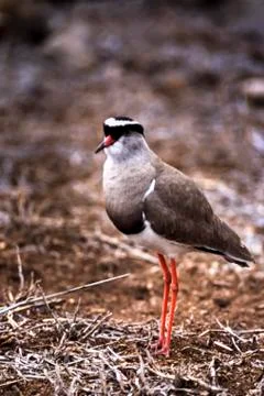 Crowned Plover Stock Photos
