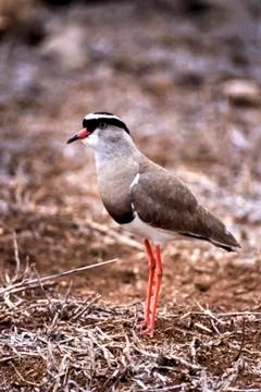 Crowned Plover Stock Photos