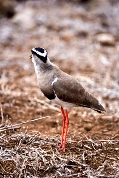 Crowned Plover Stock Photos
