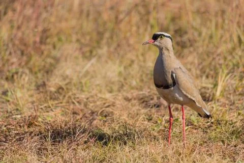 Crowned plover portrait Stock Photos