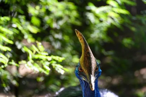 Crowned with a sharp, curved crest, this bird stares directly 库存照片