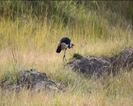 Crowned stork  Stock Footage 3642383
