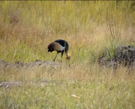Crowned stork  Stock Footage 3710403