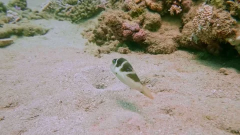 Crowned Toby or Blacksaddle Toby Swimming in Coral Reef Waters Stock Footage 311939396