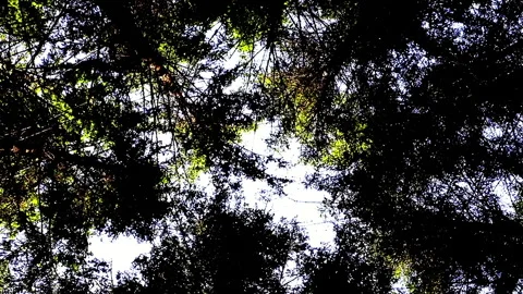 Crowning Forest Canopy Stock Footage 310452718