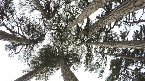Crowns of ancient cedar trees against the sky Stock-Footage 124609873