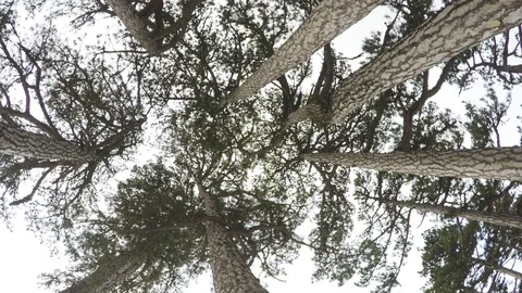 Crowns of ancient cedar trees against the sky Stock Footage 124611620