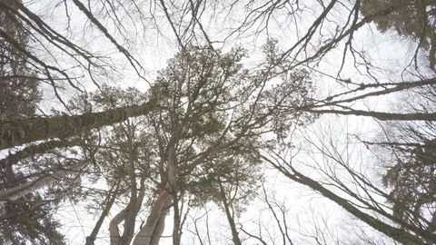 Crowns of ancient cedar trees 動画素材 124611528