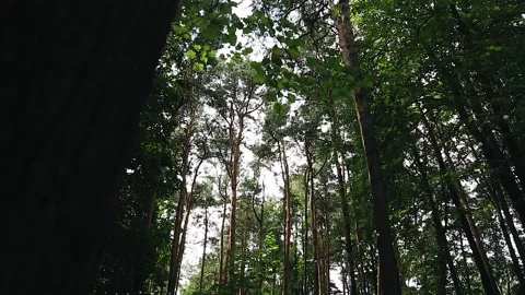 Crowns and tree trunks in the forest Stock Footage 147069461