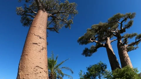 The crowns and trunks of mighty baobab trees against blue sky, Morondava Stock Footage 308807631