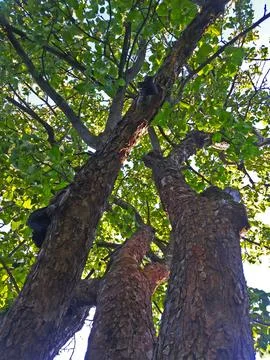 The crowns of apple trees are viewed from bottom to top. Foto stock