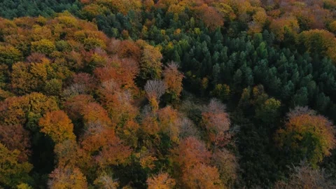 Crowns of autumn trees. Flight over the mixed forest. View from the drone. Stock Footage 218446578