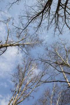 Crowns of a bare trees against a blue sky with clouds Stock Photos
