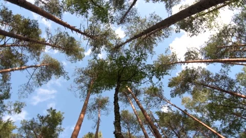 Crowns of deciduous forest trees with bright afternoon, looking up to the trees. Video stock 143616960