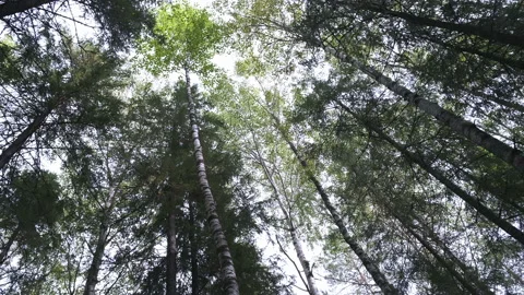 Crowns of deciduous forest trees with bright afternoon sun and rays. Video stock 145073127