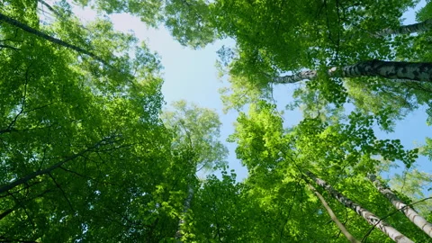 Crowns of deciduous forest trees with bright afternoon sun and rays. Beautiful Stock Footage 201335020