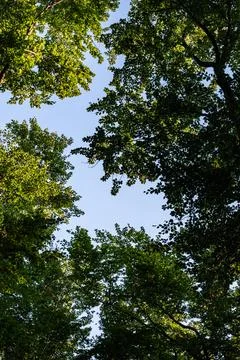 Crowns of deciduous trees in middle of forest captured Foto stock
