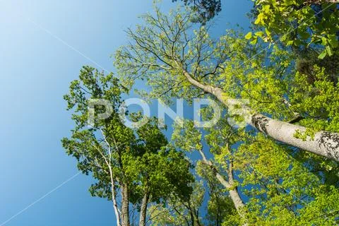 Crowns of deciduous trees on the sky background Stock Photos