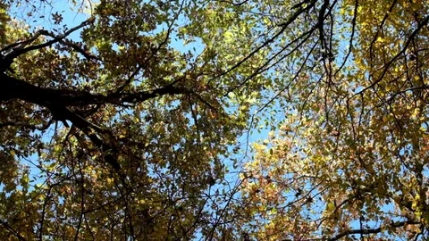 Crowns of deciduous trees swayed in the wind and yellowed leaves fell Stock Footage 81490946
