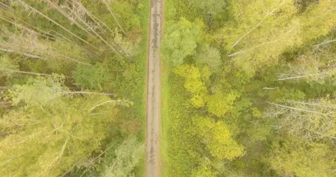 Crowns of forest trees on the road Vídeo Stock 85628947