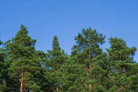 Crowns of green pine trees on a background of clear blue sky. Natural forest Fotos de archivo