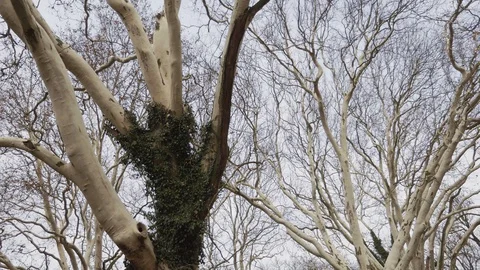 Crowns of huge plane trees, view from below Stockbeeldmateriaal 107388682