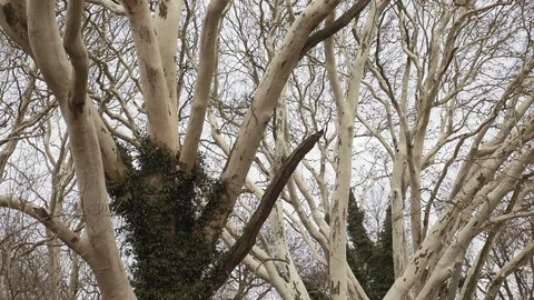 Crowns of huge plane trees, view from below Stock Footage 109640019