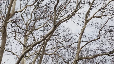 Crowns of huge plane trees, view from below Stockbeeldmateriaal 114624439