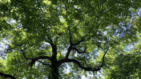 The crowns of large spreading oaks trees against the sky in summer forest. Stock Footage 277660040
