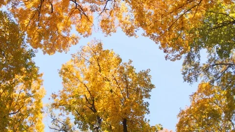 Crowns of large trees. Autumn - October. Stockbeeldmateriaal 127447422