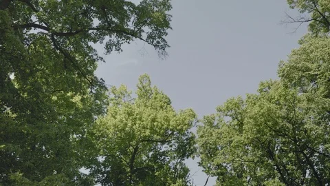 Crowns of large trees in wind, view from bottom Видео 97170997