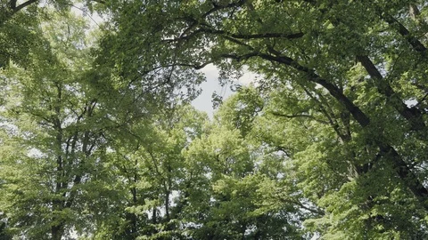 Crowns of large trees in wind, view from bottom Видео 97264316