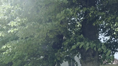 Crowns of large trees in wind, view from bottom Видео 97638891