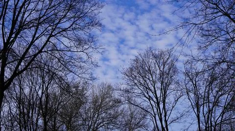 Crowns of leafless trees with white clouds against the blue sky in early spring  Stock-Fotos