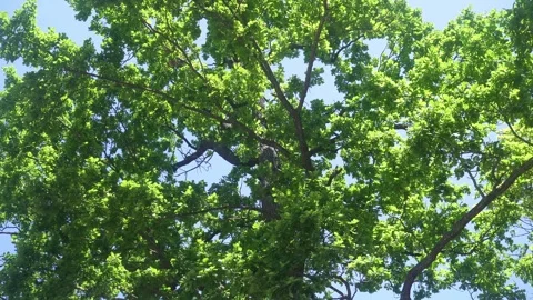 The Crowns of the Old Oak Tree Under the Bright Sun of the Blue Sky. Stock Footage 312333068