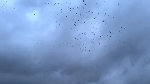 Crowns in overcast grey heavy clouds Stock Footage 257667198