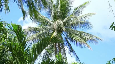 The crowns of palm trees with coconuts, view from below on blue sky background.  Stock Footage 312808782