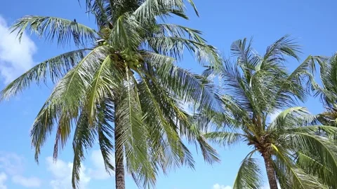 The crowns of palm trees with coconuts, view from below on blue sky background.  Stock Footage 312808803
