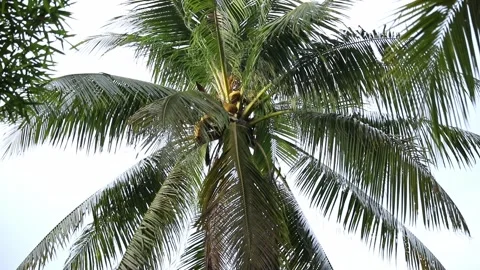 The crowns of palm trees with coconuts, view from below on white sky background. Stock Footage 312808896