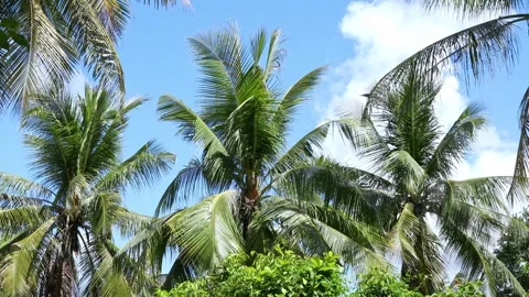 The crowns of palm trees with coconuts, view from below on blue sky background.  Stock Footage 312815304