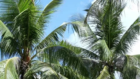 The crowns of palm trees with coconuts, view from below on blue sky background.  Stock Footage 312815376