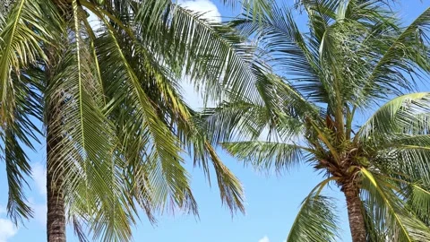 The crowns of palm trees with coconuts, view from below on blue sky background.  Stock Footage 312815477