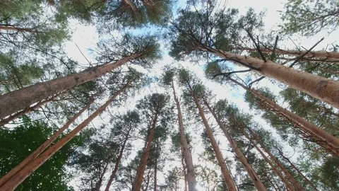 Crowns of pine and spruce forest trees with evening sky. looking up to the tr Stock Footage 221695360