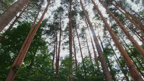 Crowns of pine and spruce forest trees with evening sky. looking up to the tr 動画素材 221695363