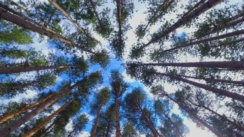 Crowns of pine and spruce forest trees with evening sky. looking up to the tr Stock Footage 221695401