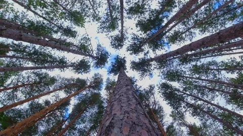 Crowns of pine and spruce forest trees with evening sky. looking up to the tr Video stock 221695430
