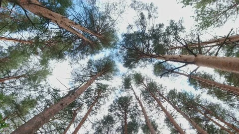 Crowns of pine and spruce forest trees with evening sky. looking up to the .. 動画素材 226681082